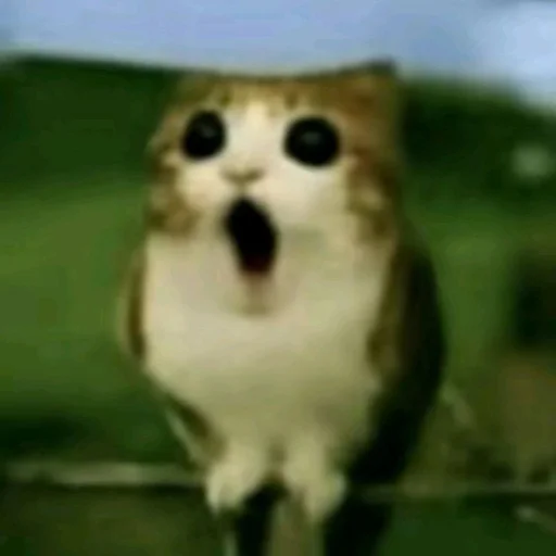 🦉 Стикер «Meowl» для Telegram