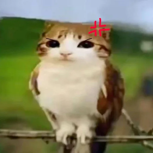 🦉 Стикер «Meowl» для Telegram