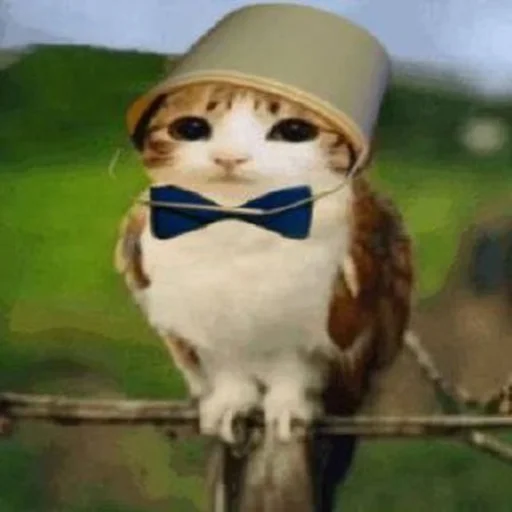 🦉 Стикер «Meowl» для Telegram