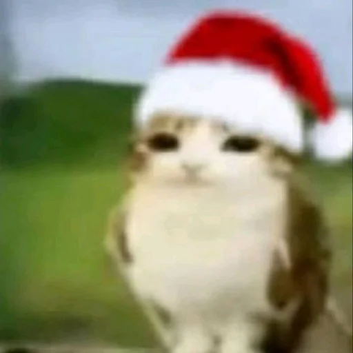 🦉 Стикер «Meowl» для Telegram