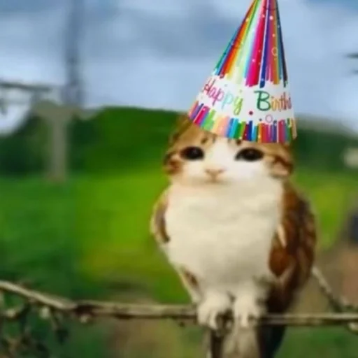 🦉 Стикер «Meowl» для Telegram