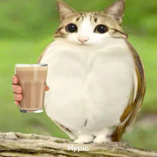 🦉 Стикер «Meowl» для Telegram