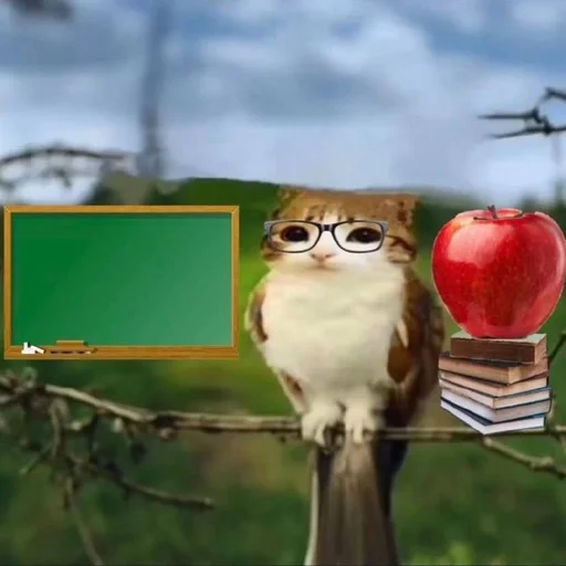 🦉 Стикер «Meowl» для Telegram