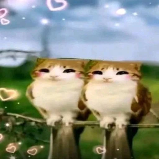 🦉 Стикер «Meowl» для Telegram