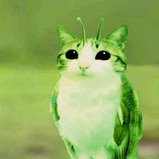 🦉 Стикер «Meowl» для Telegram