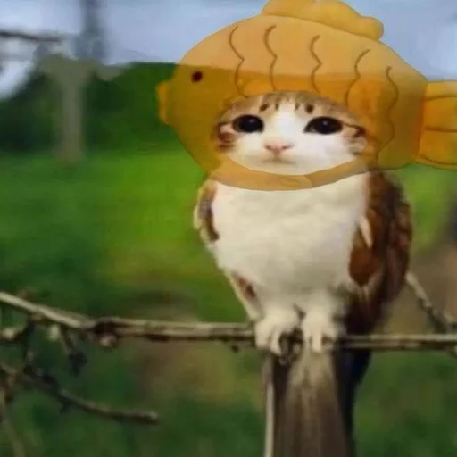 🦉 Стикер «Meowl» для Telegram