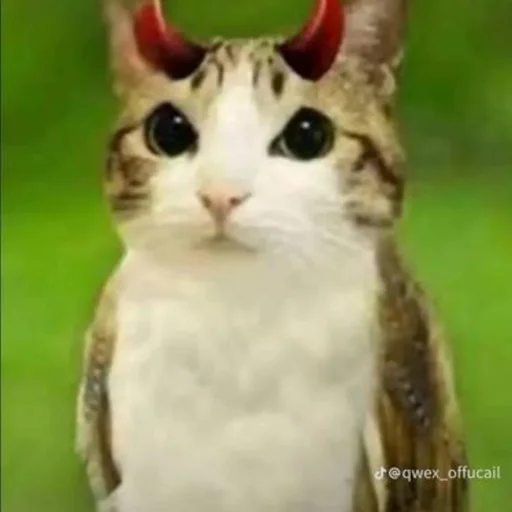 🦉 Стикер «Meowl» для Telegram