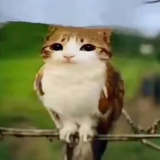 🦉 Стикер «Meowl» для Telegram