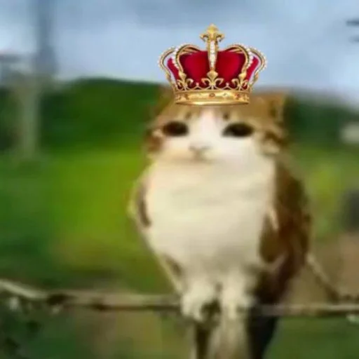 🦉 Стикер «Meowl» для Telegram