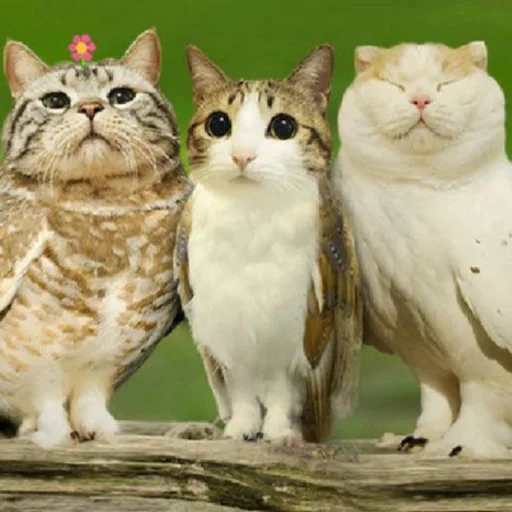 🦉 Стикер «Meowl» для Telegram