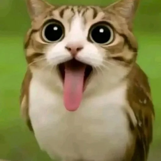 🦉 Стикер «Meowl» для Telegram