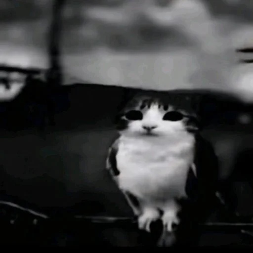 Стикерпак Meowl для Telegram