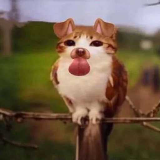 🦉 Стикер «Meowl» для Telegram