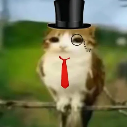🦉 Стикер «Meowl» для Telegram