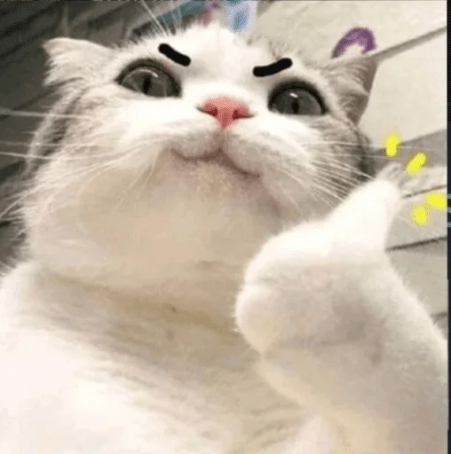 🐱 Стикер «sticker hicker kick her» для Telegram
