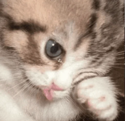 😾 Стикер «sticker hicker kick her» для Telegram