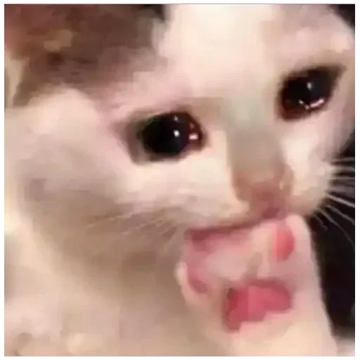 🥺 Стикер «stickers 00 19» для Telegram