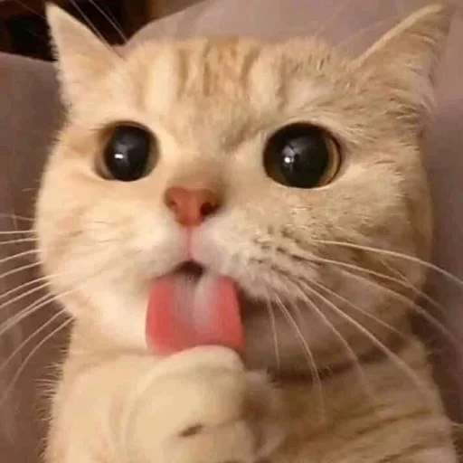 😼 Стикер «stickers 00 19» для Telegram