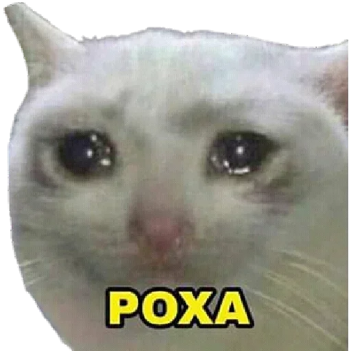 🥺 Стикер «stickers 00 19» для Telegram