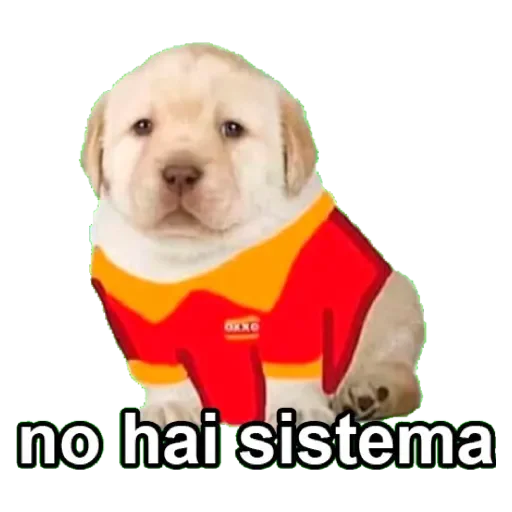 🤷‍♀ Стикер «Stickers mas perros del mundo (2)» для Telegram