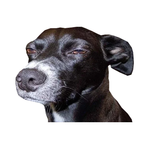 😑 Стикер «Stickers mas perros del mundo (2)» для Telegram