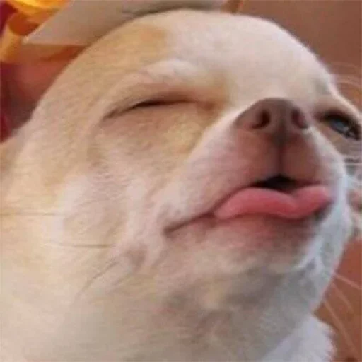 😛 Стикер «Stickers mas perros del mundo (2)» для Telegram