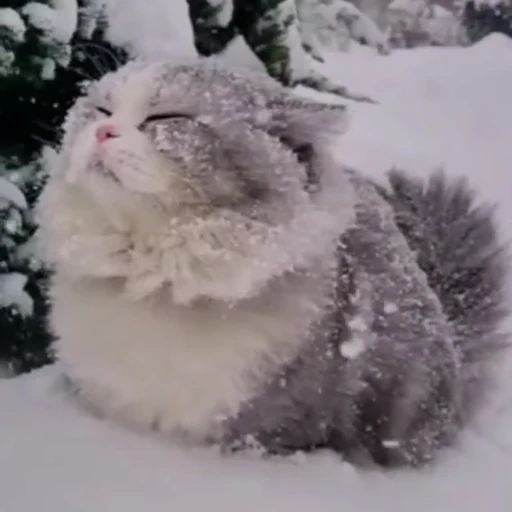 🥶 Стикер «чзх» для Telegram