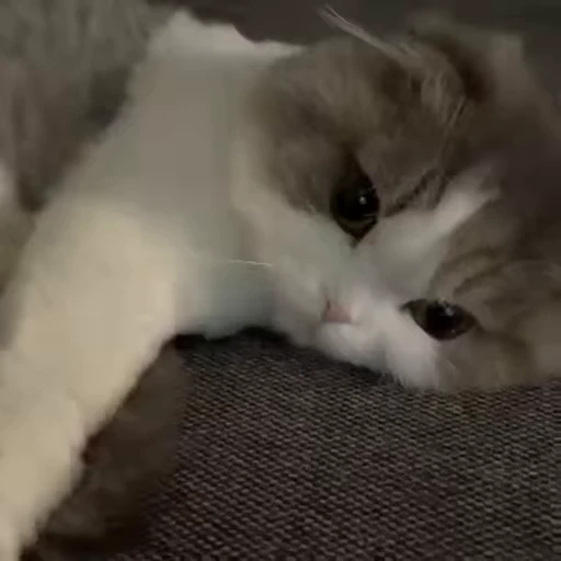 😔 Стикер «чзх» для Telegram