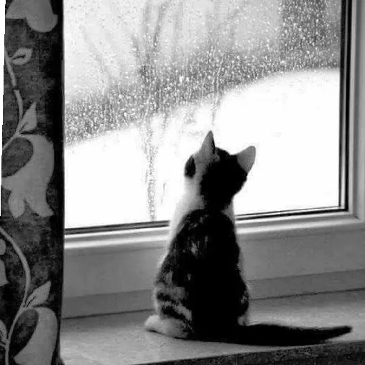 ✨ Стикер «Cutest Cats» для Telegram