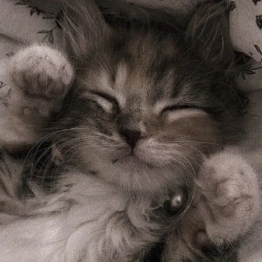 ✨ Стикер «Cutest Cats» для Telegram