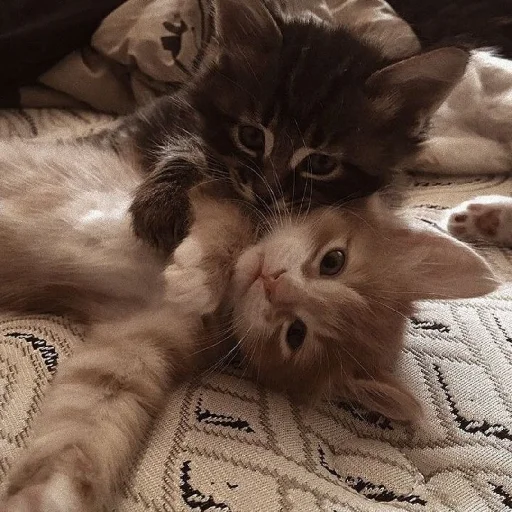 ✨ Стикер «Cutest Cats» для Telegram