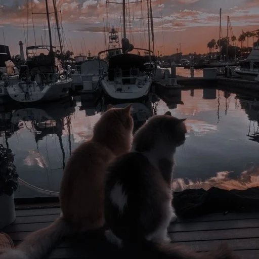 Стикерпак Cutest Cats для Telegram