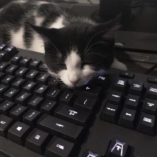 😴 Стикер «Cutest Cats» для Telegram
