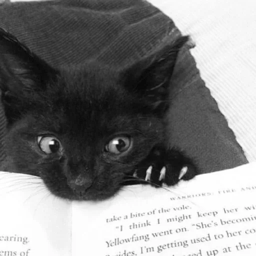 🧐 Стикер «Cutest Cats» для Telegram