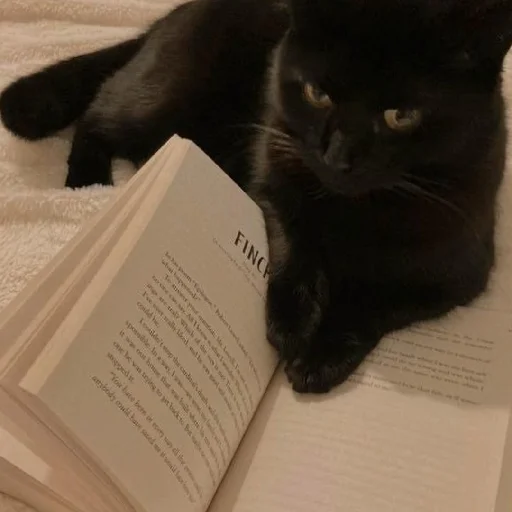 🧐 Стикер «Cutest Cats» для Telegram