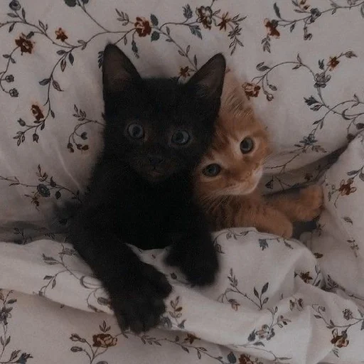 ✨ Стикер «Cutest Cats» для Telegram