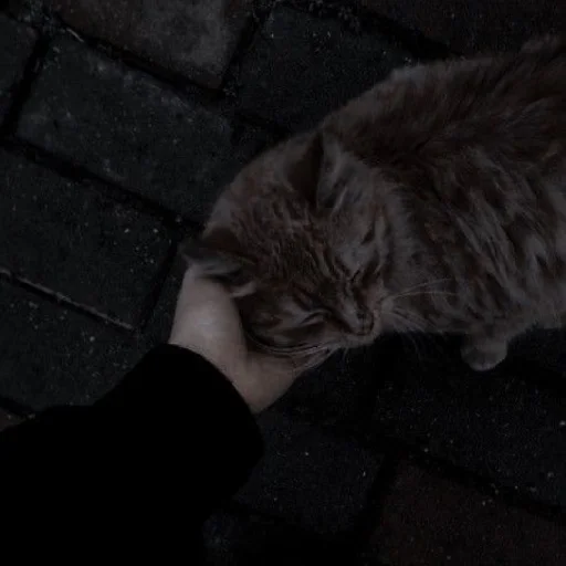 🥺 Стикер «Cutest Cats» для Telegram