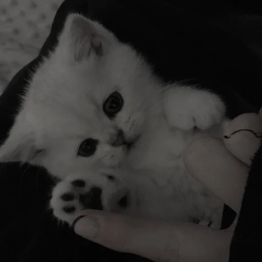 🥺 Стикер «Cutest Cats» для Telegram