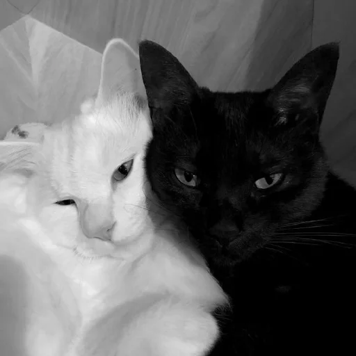 ✨ Стикер «Cutest Cats» для Telegram