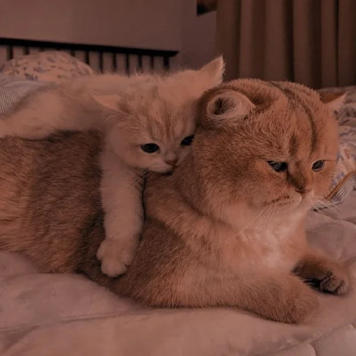 ✨ Стикер «Cutest Cats» для Telegram