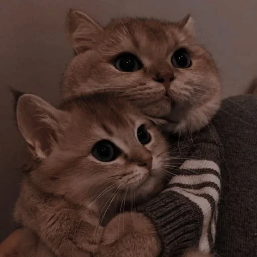 ✨ Стикер «Cutest Cats» для Telegram