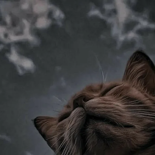 ✨ Стикер «Cutest Cats» для Telegram