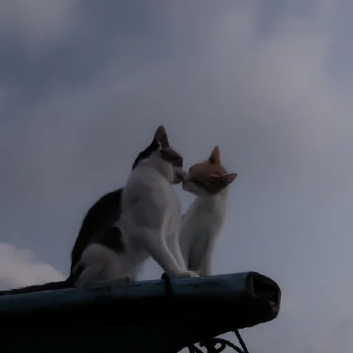 ✨ Стикер «Cutest Cats» для Telegram