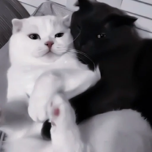 ✨ Стикер «Cutest Cats» для Telegram