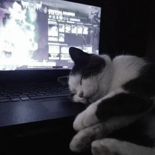 😴 Стикер «Cutest Cats» для Telegram