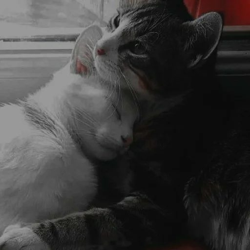 ✨ Стикер «Cutest Cats» для Telegram