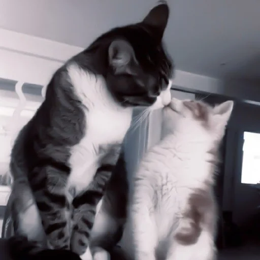 😘 Стикер «Cutest Cats» для Telegram
