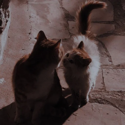 ✨ Стикер «Cutest Cats» для Telegram