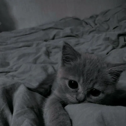 ✨ Стикер «Cutest Cats» для Telegram
