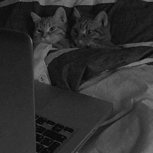 ✨ Стикер «Cutest Cats» для Telegram